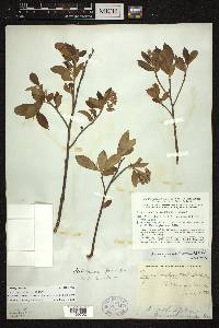 Aronia × prunifolia image