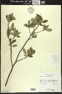 Aronia × prunifolia image