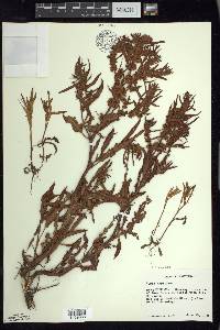 Rumex fueginus image