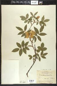 Rosa acicularis image