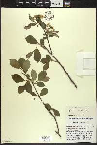 Aronia × prunifolia image