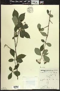 Aronia × prunifolia image