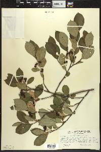 Aronia × prunifolia image