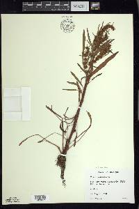 Rumex fueginus image