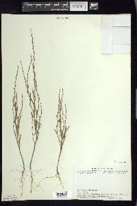 Polygonum tenue image