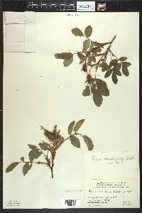 Rosa acicularis image