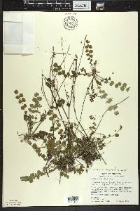 Poterium sanguisorba image