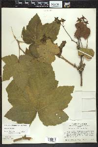 Rubus parviflorus image