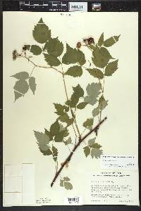 Rubus occidentalis image