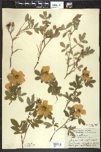 Rosa palustris image