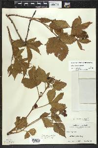 Rubus groutianus image