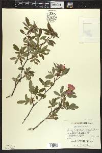 Rosa palustris image