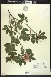 Rosa palustris image