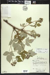 Rubus occidentalis image