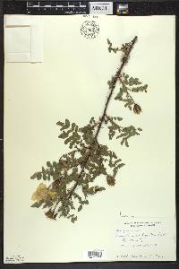 Rosa spinosissima image