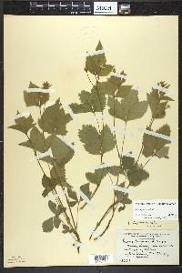 Rubus pubescens image