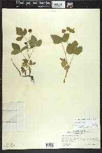 Rubus pubescens image