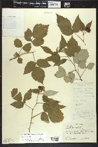 Rubus occidentalis image