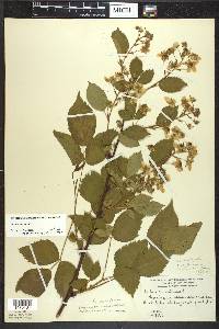 Rubus canadensis image