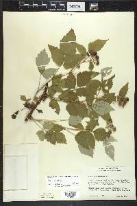 Rubus occidentalis image