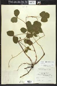 Rubus hispidus image