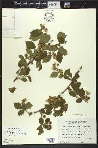 Rubus ithacanus image