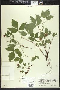 Rubus pubescens image