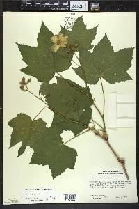 Rubus parviflorus image