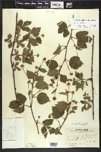 Rubus flagellaris image