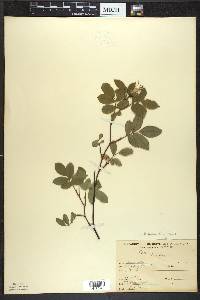 Rosa palustris image