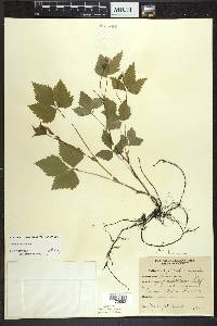 Rubus pubescens image