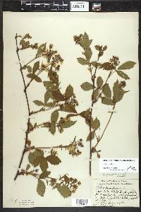 Rubus canadensis image