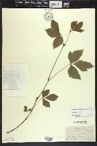 Rubus pubescens image