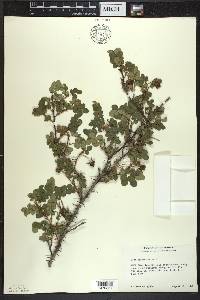 Rosa spinosissima image