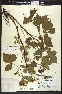 Rubus dissensus image