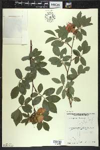 Rosa palustris image