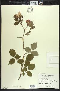 Rosa setigera image