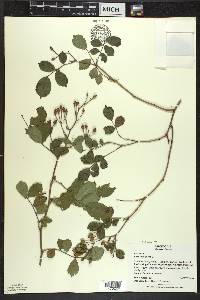 Rosa multiflora image