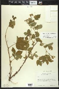 Rubus fulleri image