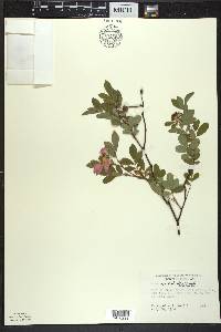 Rosa palustris image