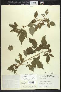 Rubus occidentalis image