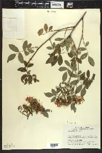 Rosa palustris image