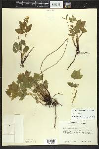 Rubus pubescens image