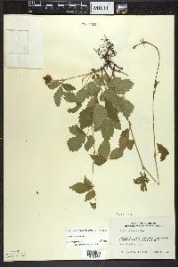 Rubus pubescens image