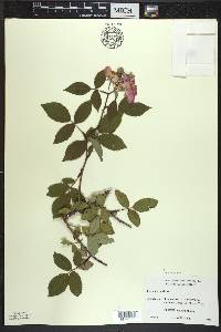 Rosa setigera image