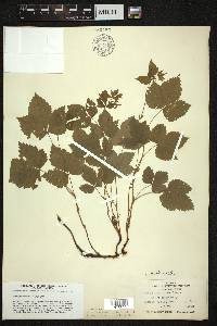 Rubus pubescens image