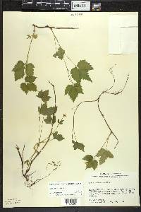 Rubus pubescens image