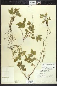 Rubus pubescens image