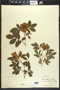 Rosa palustris image