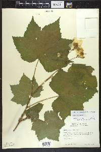 Rubus parviflorus image